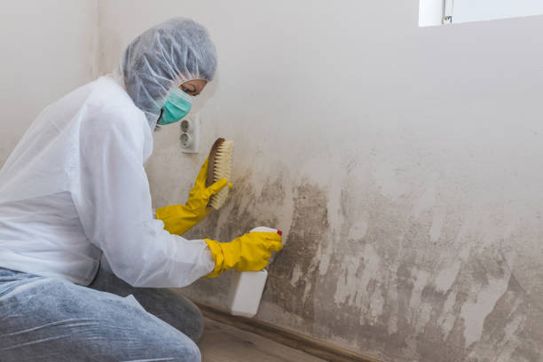 Reliable Jersey Village, TX Mold Removal Solutions
