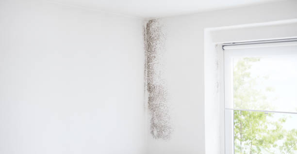 Best Industrial Mold Remediation  in Jersey Village, TX