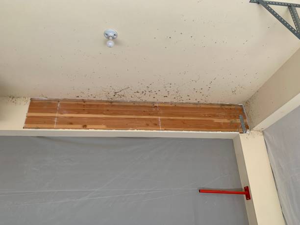 Environmental Consulting for Mold Prevention in Jersey Village, TX
