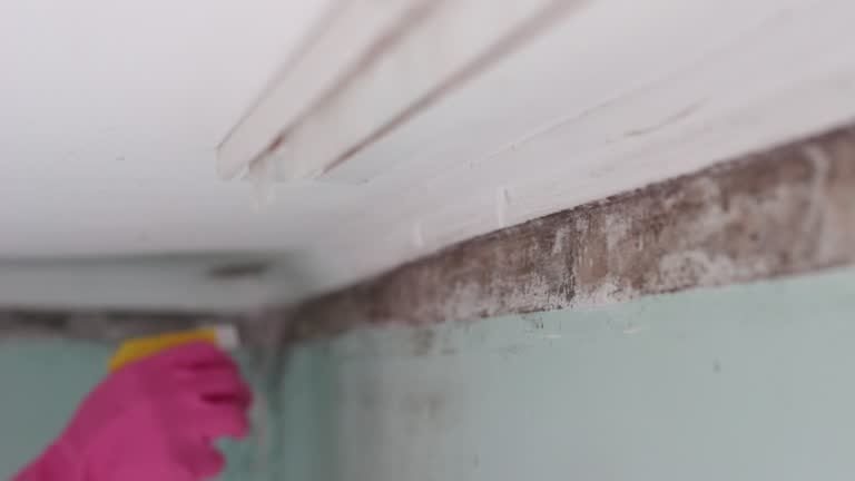Best Comprehensive Air Testing for Mold Contaminants  in Jersey Village, TX